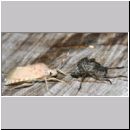 Rhaphigaster nebulosa - Graue Feldwanze - Wanzenschupf 02d.jpg